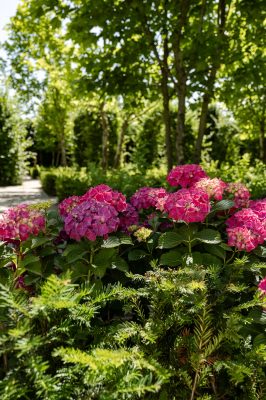 Tuin met bloemen en veel groen bij Kasteel Eyckholt