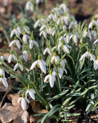 Lente in de tuin van Paap 1848